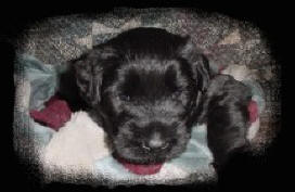 Pictures of the "D" Litter