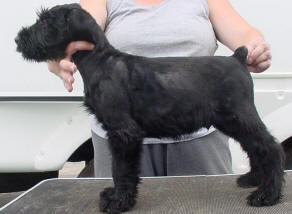 corbin-7wks.jpg