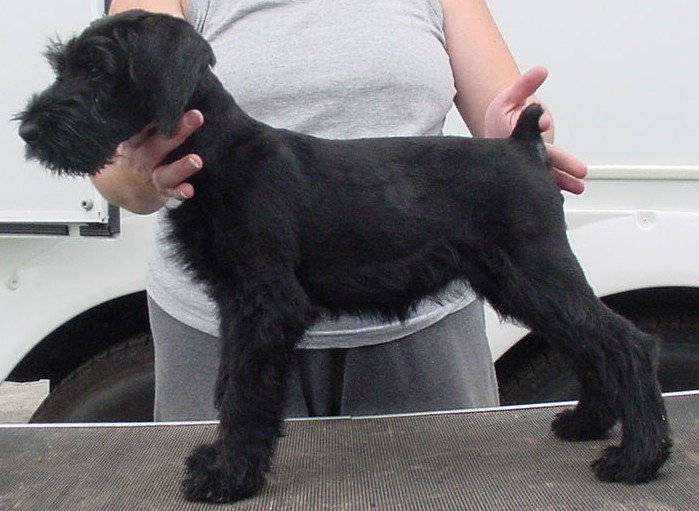 maddie-7wks.jpg