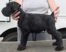 scrappydoo-7wks.jpg